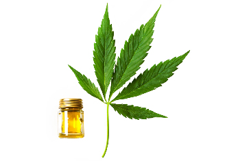 the hemp oil in the composition of the Cannabis oil